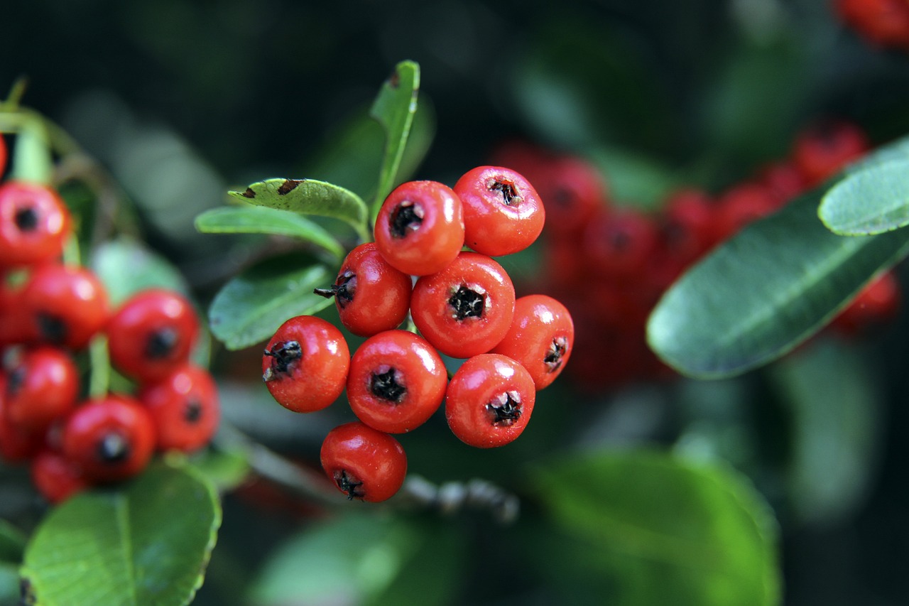 十年代的贝 十年代的贝